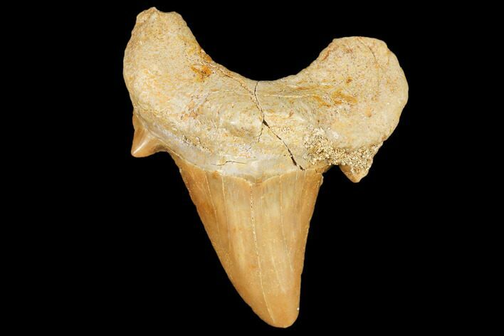 Fossil Shark Tooth (Otodus) - Morocco #103175